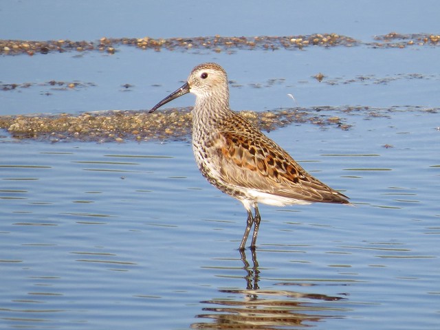 Dunlin at the El Paso Sewage Center in Woodford County, IL 08