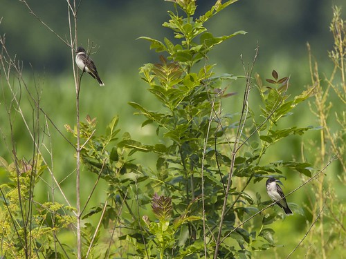 indiana brookville easternkingbird tyrannustyrannus franklincounty leveerdbrookville