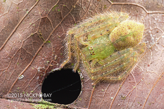 Huntsman spider (Sparassidae) - DSC_4617_uv