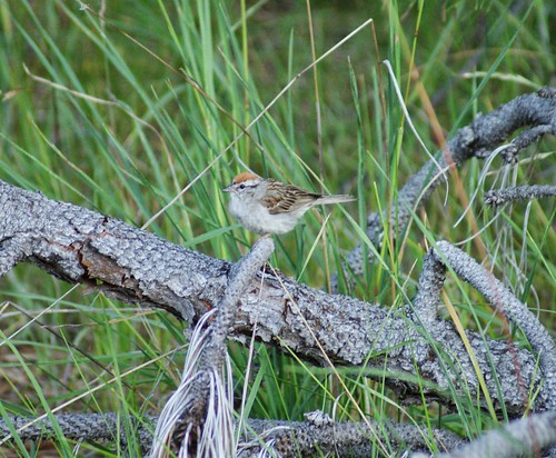 chippingsparrow mineralca