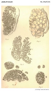 Plate XVI, Journal of Physiology 10 (3) (1889). Figs. 1-5 from W.H. Gaskell, 'On the Relation between the Structure, Function, Distribution and Origin of the Cranial Nerves; together with a Theory of the Origin of the Nervous System of Vertebrata'.