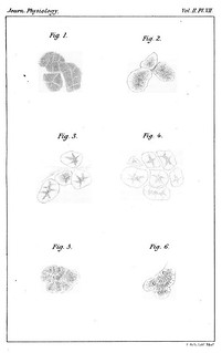 Plate VII, Journal of Physiology 2 (4) (1879). Figs 1-6 from J.N. Langley, 'On the Changes in Serous Glands during Secretion'.
