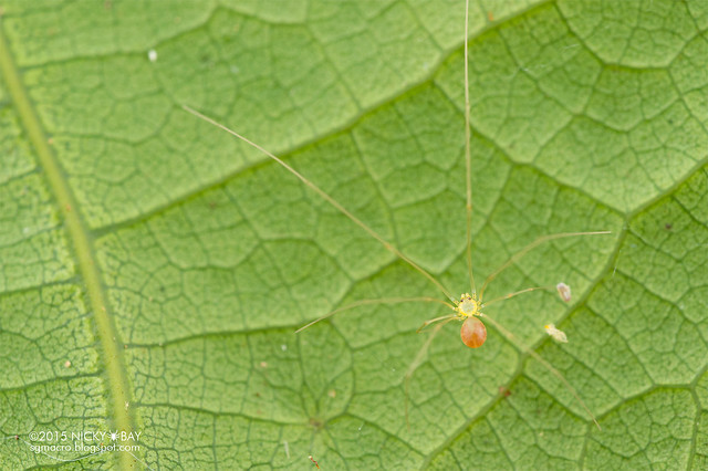 Daddy-long-legs spider (Pholcidae) - DSC_5570