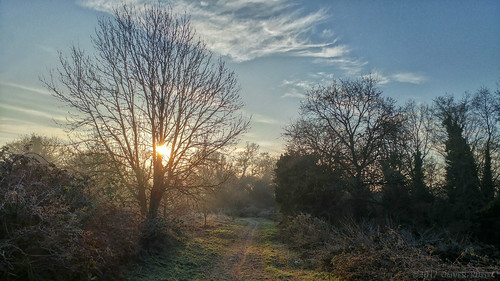 2017 oru uk surrey hersham hershamriversidepark morning walk path tree sunshine sun winter cold park sunrise mobilephotography widescreen 169 antientertainers