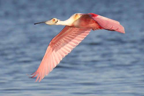 bird flight 7d2 7dm2 pink