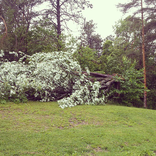 Lightning had its way with this tree. #ChestnutRidge #wny #OrchardPark #fallentree #lightning