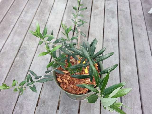 Arbequina olive