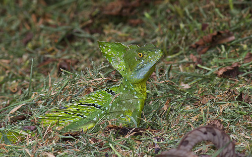 costarica lizard laselva sarapiqui jesuschristlizard laselvabiologicalstation basiliscusbasiliscus commonbasilisk suenoazulhotel