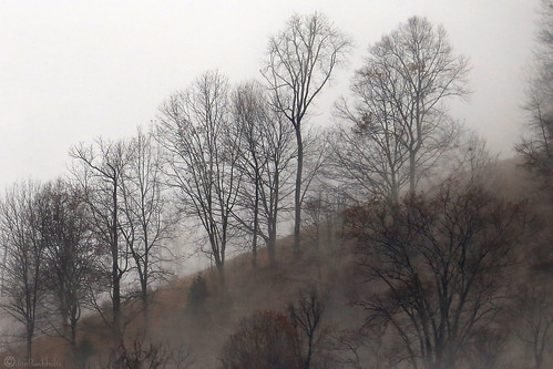 janbuchholtz leicester northcarolina trees clouds landscape