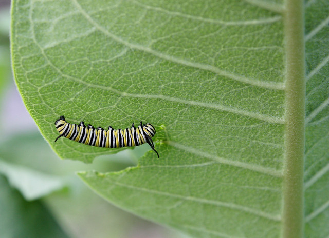 monarch caterpillar on  the bottom of a common milkweed leaf that's standing up