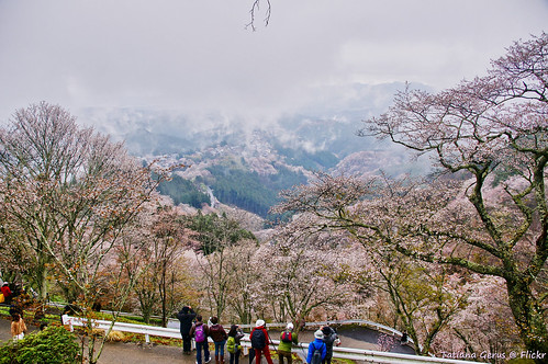 trees people mountains japan forest scenery photographers lookout cherryblossom 日本 sakura yoshino floweringtrees yoshinoyama 吉野山 oloneo