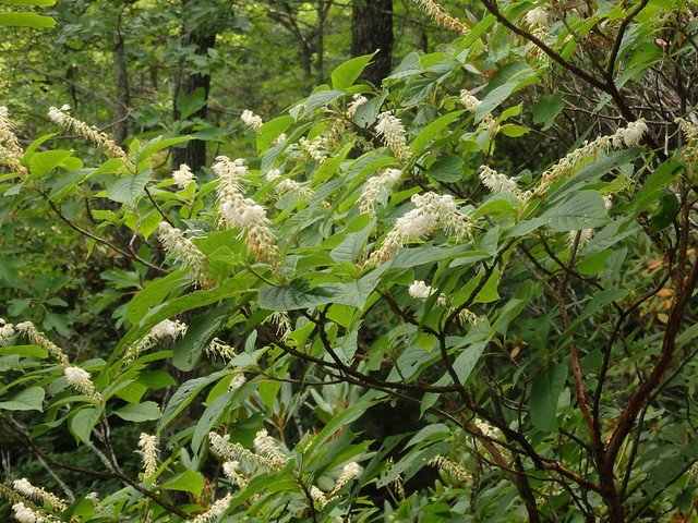 Mountain sweet pepperbush (Clethra acuminata) Linville Gorge