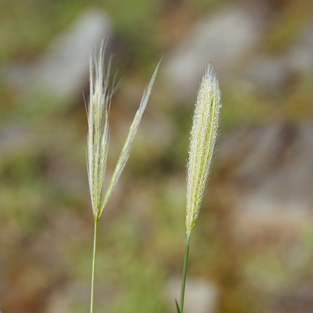 澳洲虎尾草(左)和臺灣虎尾草(右)的花序比較