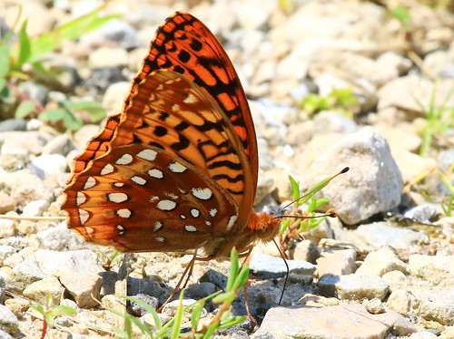 county fish butterfly state farm great reis iowa larry preserve mounds spangled fritillary allamakee
