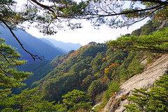 Wonderful pine forest on the Myohyang mountains, North Korea