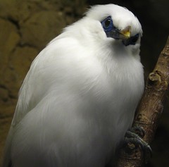 Bali Myna - Only a few of these in the world!