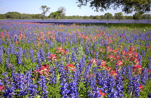 nature texas meadows wildflowers bluebonnets texaswildflowers texasflowers flowermeadows gonebutnotforgetten