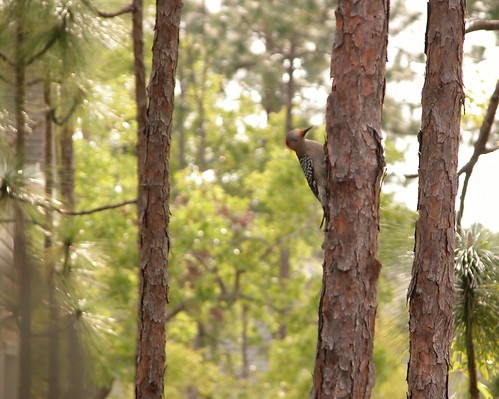 bird nature ilovenature woodpecker northcarolina redbelliedwoodpecker brunswickcounty ncwench happy1stbirdday