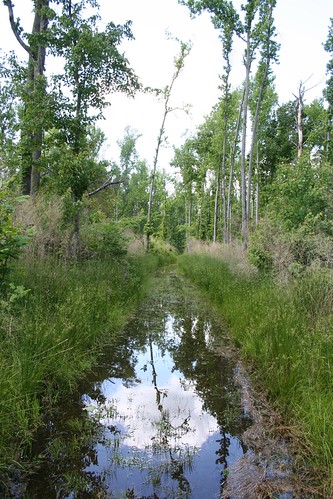 nc underwater northcarolina trail swamp pocosin tiwonge pettigrewstatepark lakephelps submergedtrail