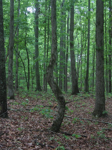 trees forest geotagged woods tn tennessee 2006 ncacs ncacs06 geolat35478626 geolon87330011 thefarmschool
