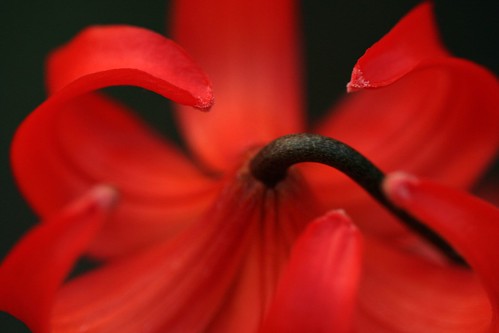 red black flower macro topv111 topv333 lily lexington kentucky arboretum 100v10f 100mm bronly top30red