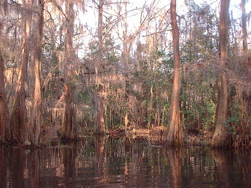 trees winter nature landscape moss louisiana swamp cypress stockisland pearlriver gravelpits ibeauty