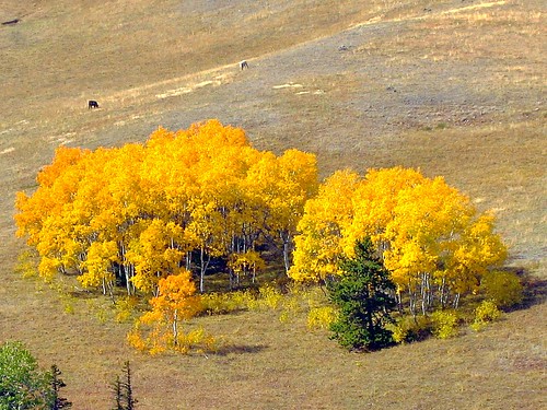 travel autumn fall golden foliage nationalforest aspens wyoming grazing travelblog bighornmountains travelphotography