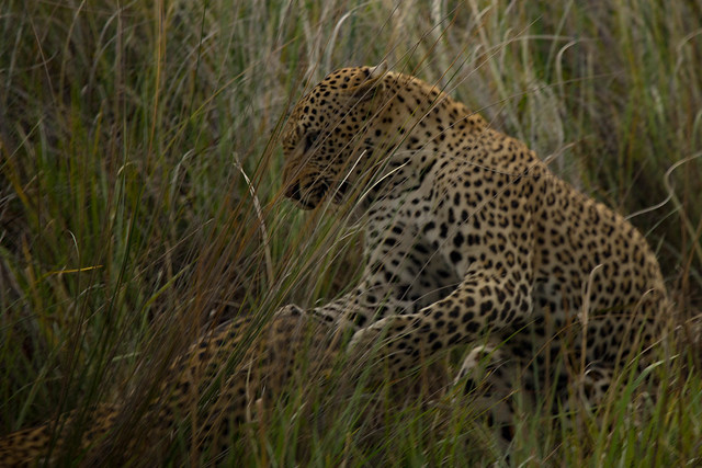 Mating leopards