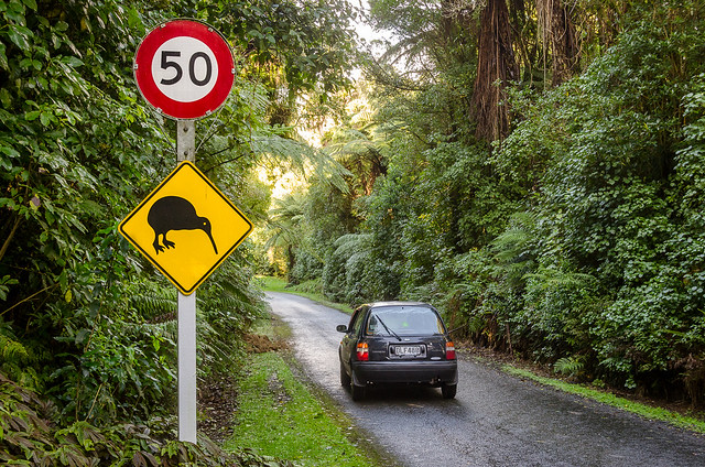 Drive carefully: Around 30 Kiwi live here