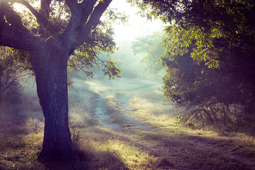 road morning camping trees sunlight green fog rural sunrise texas tx country peaceful calm dirt comfort hillcountry tranquil