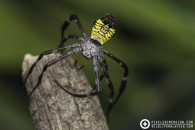 Mangrove Cross Spider releasing bridge-line- Argiope mangal ♀