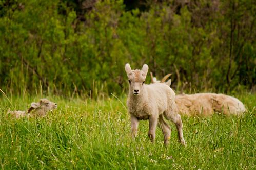 sheep lamb bighorn