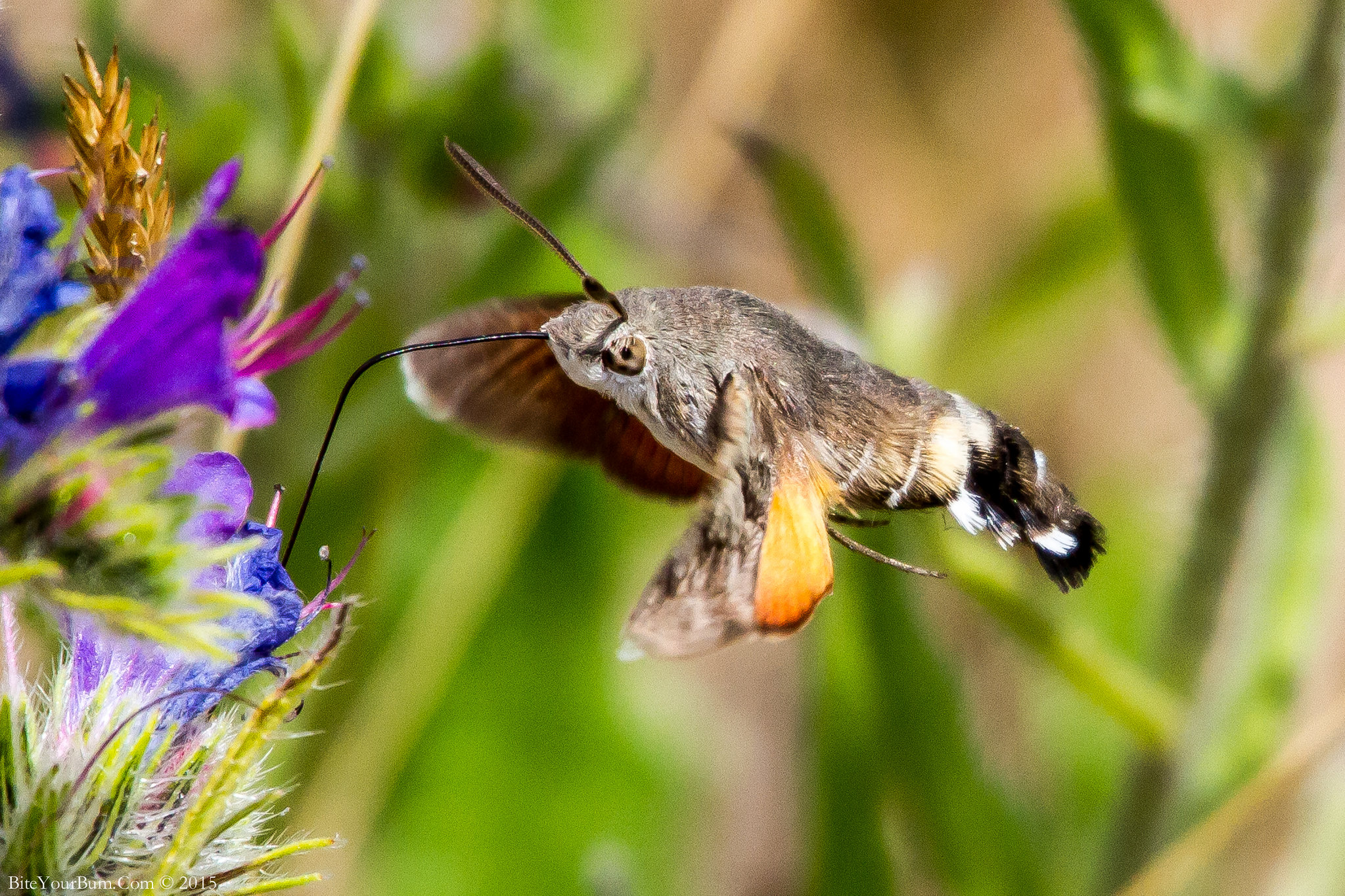 Hummingbird Hawk-moth (Macroglossum stellatarum) | Flickr - Photo Sharing!