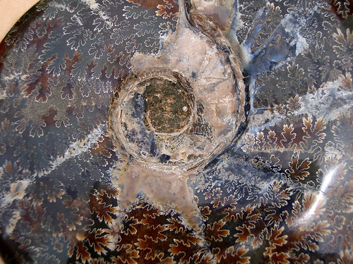Nautilus Shell Fossil