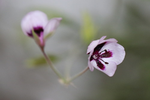 Pelargonium tricolor, a form with lilac flowers