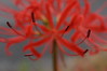 Red Magic Lily 4