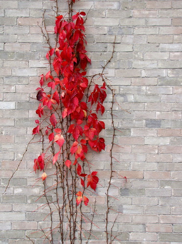 wall vine