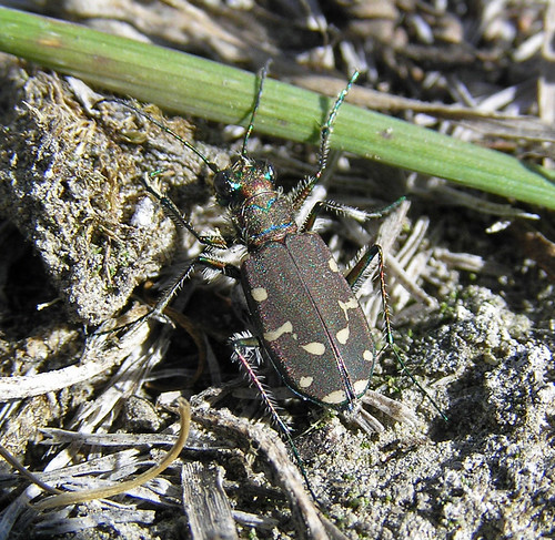 insect beetle tigerbeetle coleoptera cicindelinae cicindelaoregona westerntigerbeetle