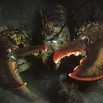 American lobster, Homarus americanus in Newfoundland, Canada