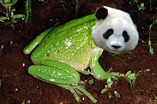 panda frog
