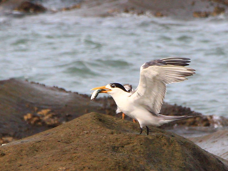 IMG_3693 鳳頭燕鷗 Greater Crested Tern