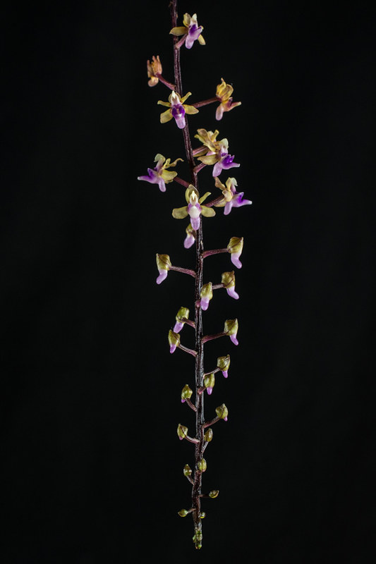 Miniatur-Orchideen 2. Teil - Seite 16 22324804325_1530a0bc9e_c
