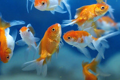un poisson rouge
 
goldfish