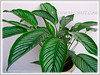 alathea elliptica ‘Vittata’ (Calathea Vittata, Prayer Plant Vittata)