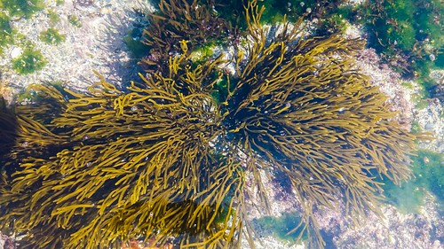 Alga da Illa da Garza