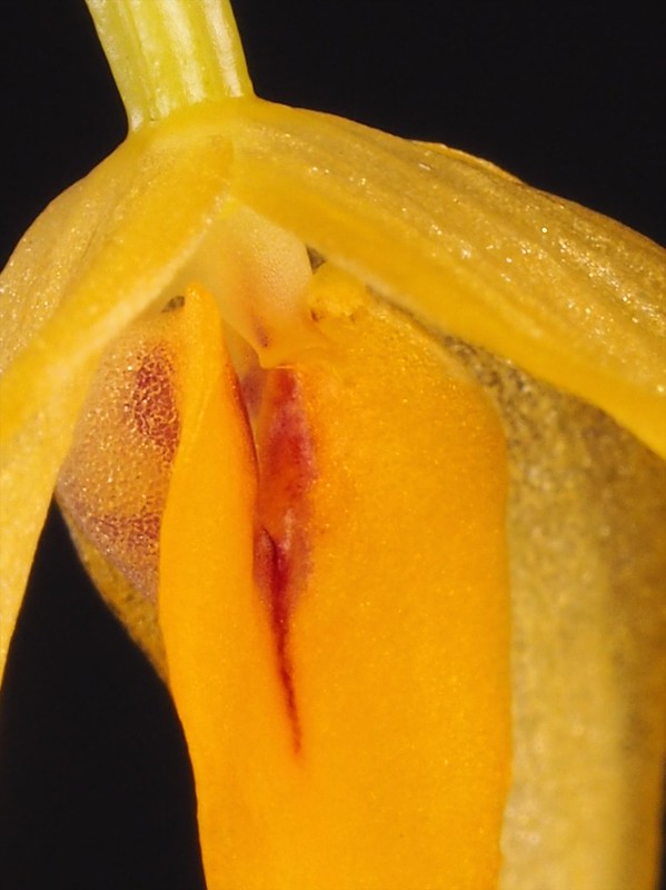 Bulbophyllum patella lip and column
