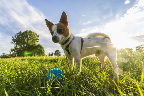 blue sunset dog playing chihuahua love ball jack jrt day great russel terrier lovely finn jackchi