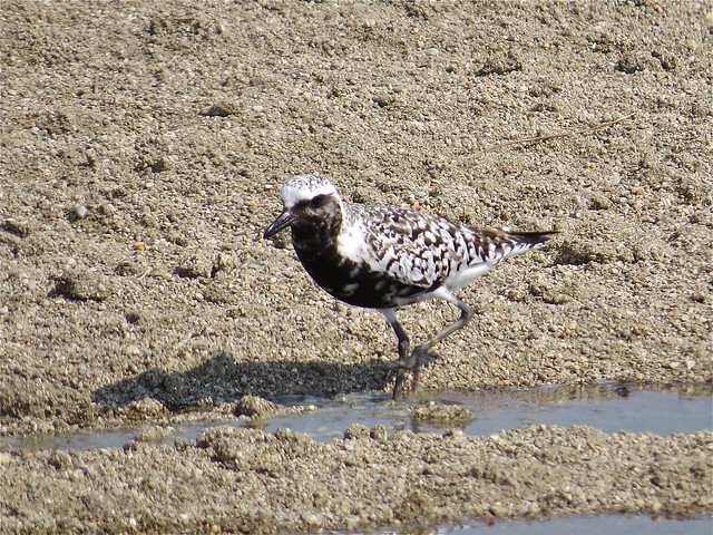 Black-bellied Plover at El Paso Sewage Treatment Center in Woodford County, IL 12