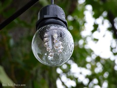 (adj.) clear, translucent; obvious

The lightbulb's glass is transparent, letting the light shine through and allowing the copper wires inside to be visible. 


