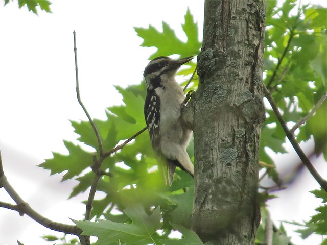 Hairy Woodpecker at Centennial Park in McLean County, IL